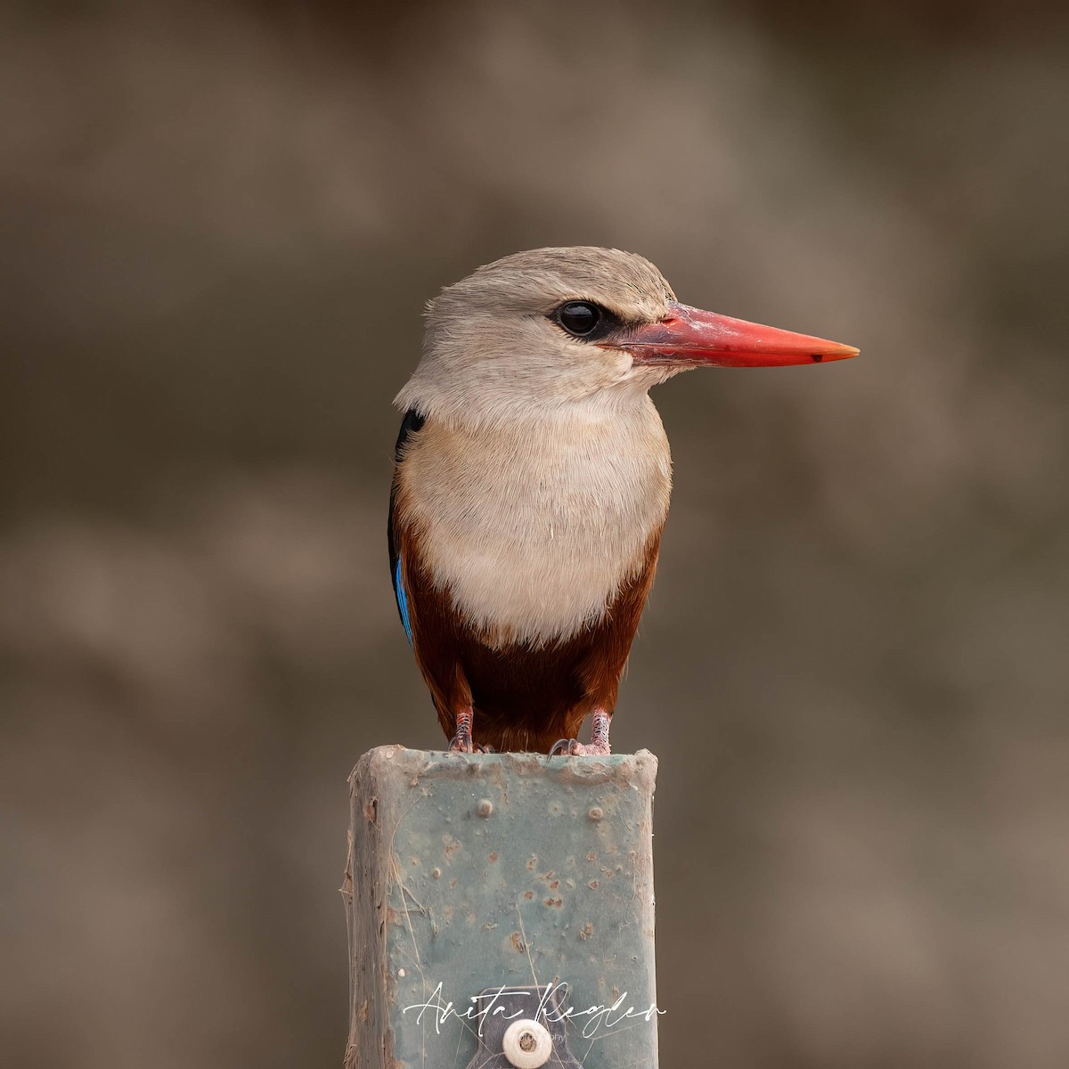 Gray-headed Kingfisher - ML644430728