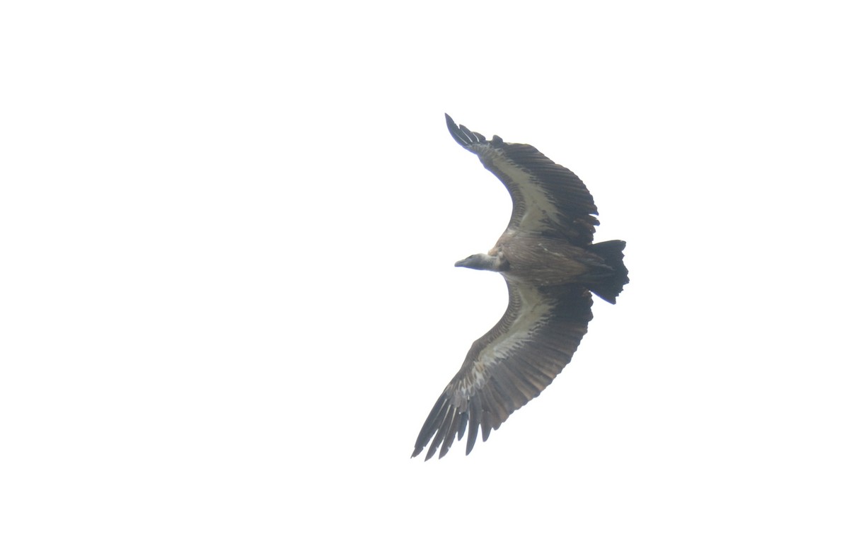 Buitre Dorsiblanco Africano - ML644430736