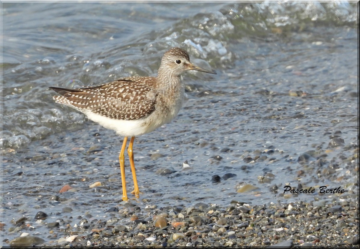 Lesser Yellowlegs - ML644430739