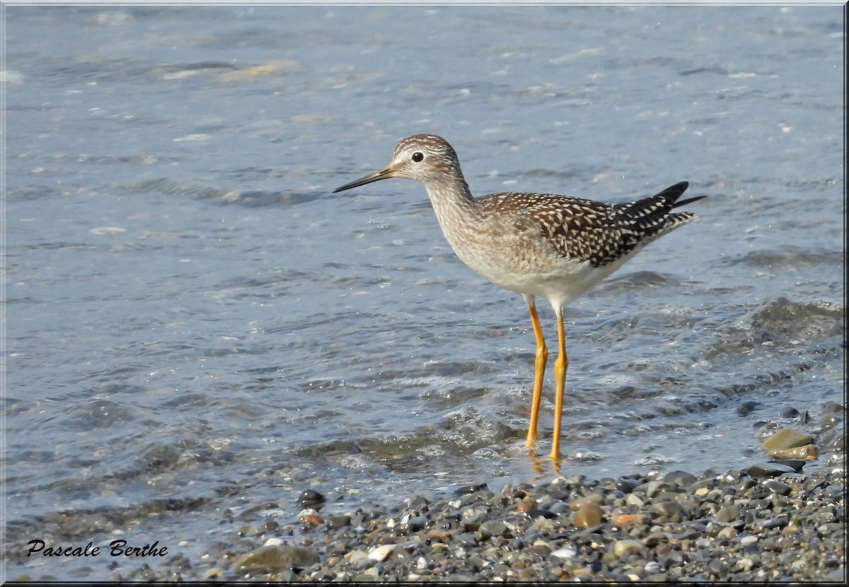 Lesser Yellowlegs - ML644430740