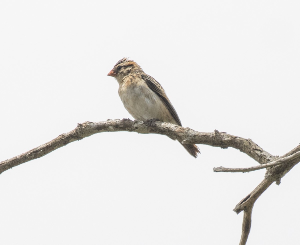 針尾維達雀 - ML644430744