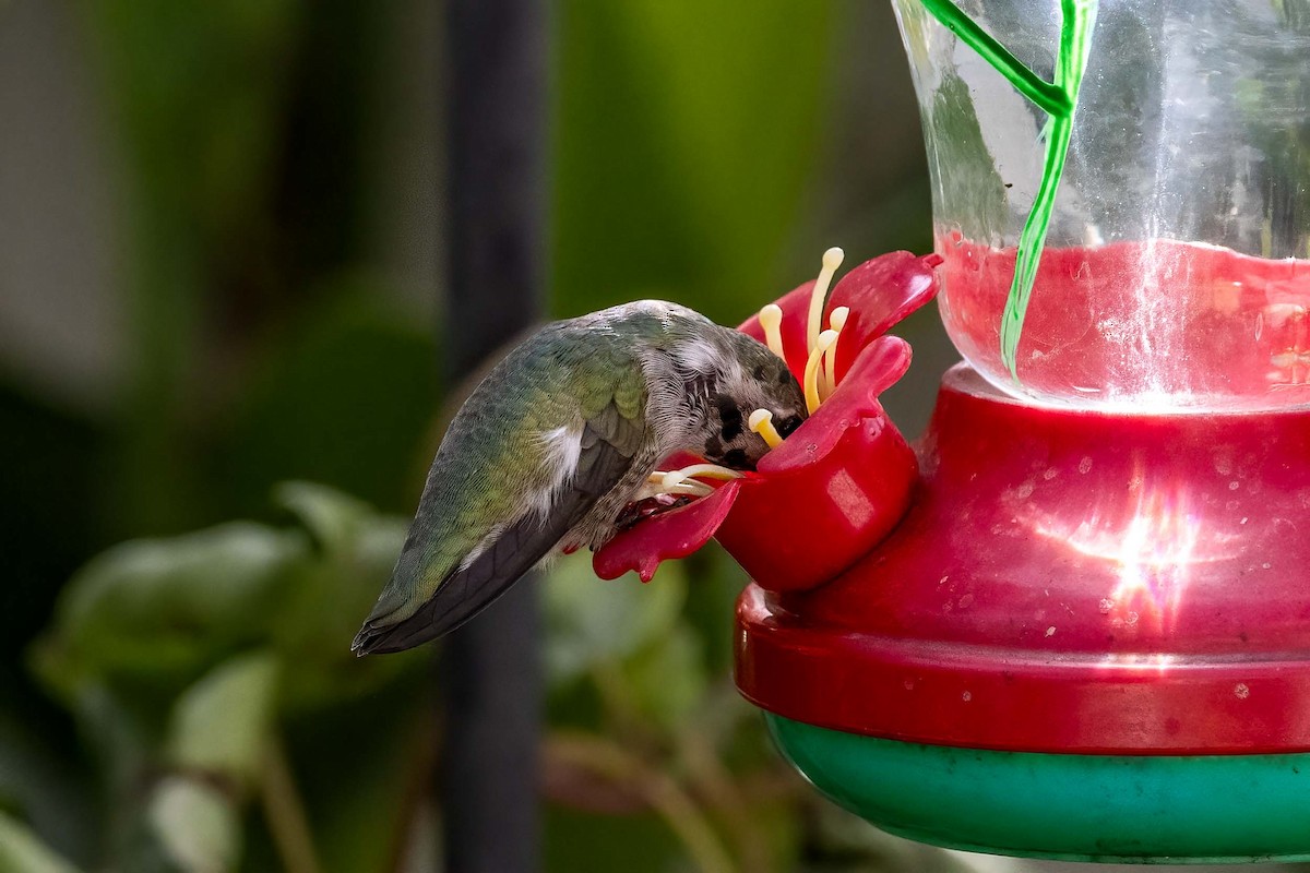Costa's Hummingbird - ML644430747