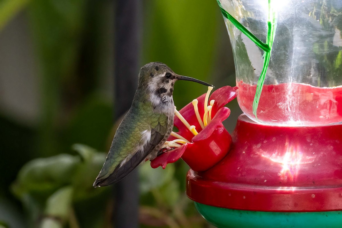 Costa's Hummingbird - ML644430748