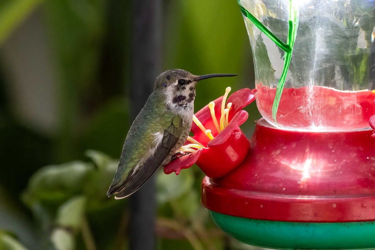 Costa's Hummingbird - ML644430750