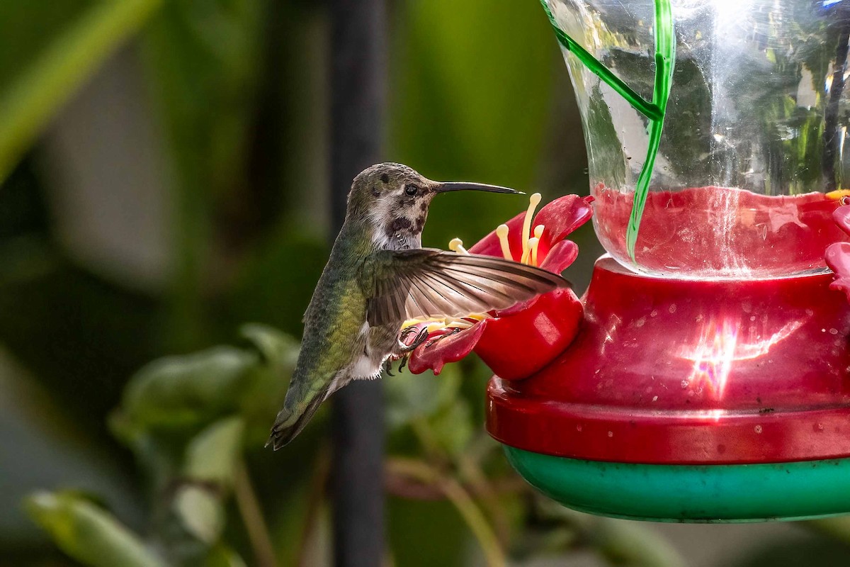 Costa's Hummingbird - ML644430753