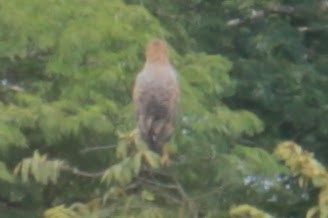 Savanna Hawk - ML644430758