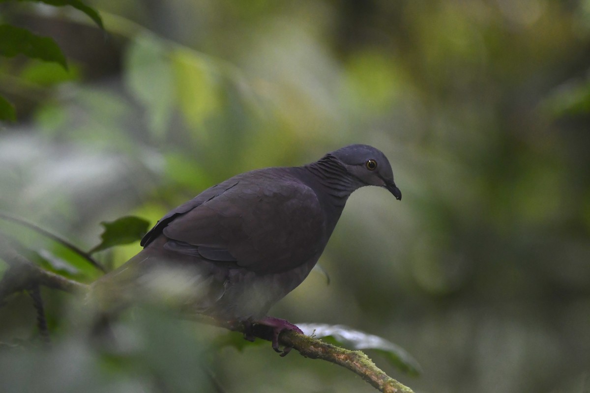 White-throated Quail-Dove - ML644430762