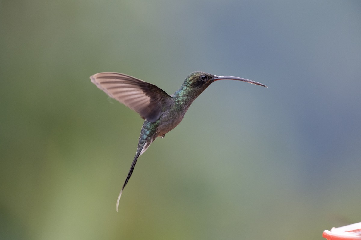 Green Hermit - ML644430764