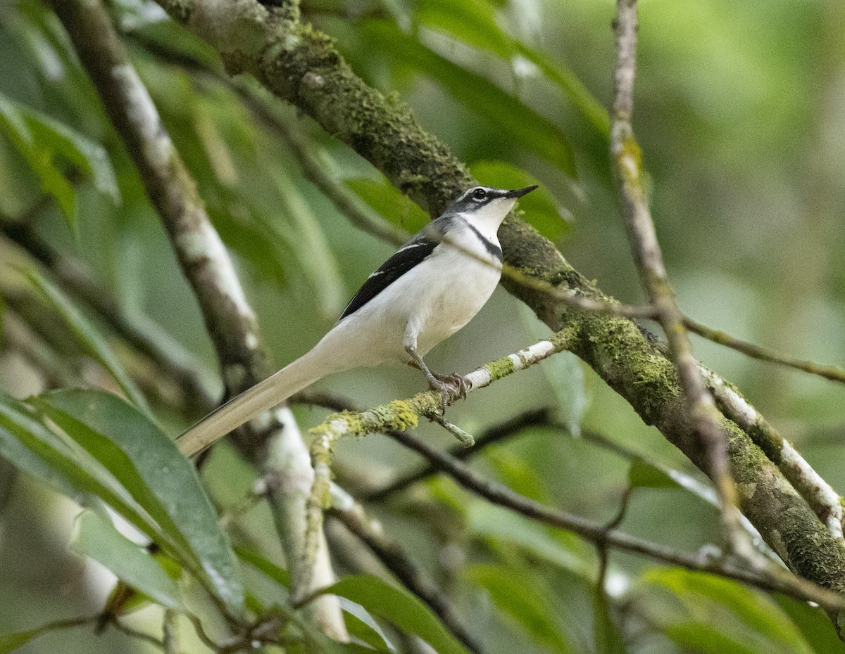 ハイイロハクセキレイ - ML644430765