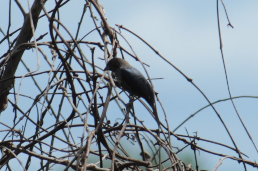 Blue-black Grassquit - ML644430770