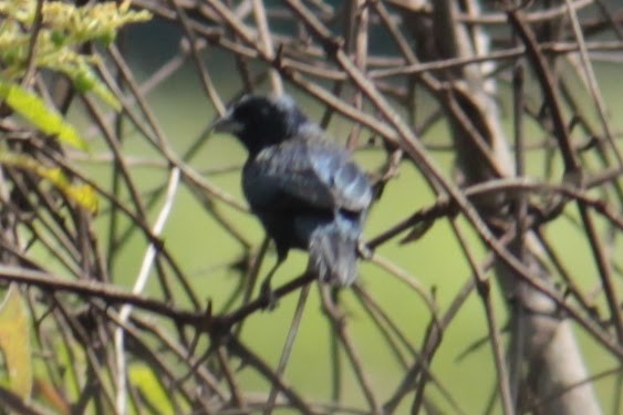 Blue-black Grassquit - ML644430771