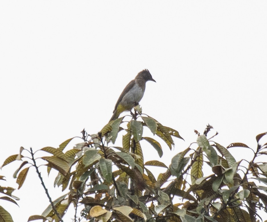 בולבול אפריקני - ML644430773