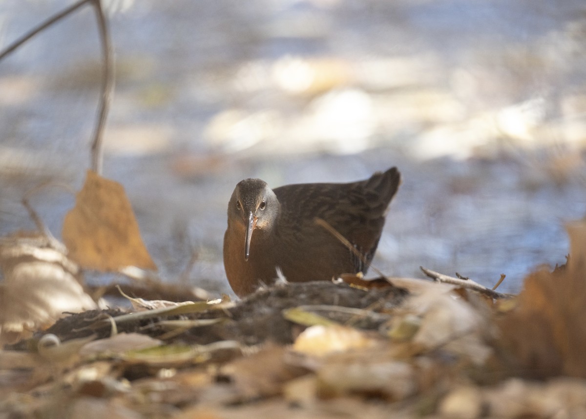 Virginia Rail - ML644430774