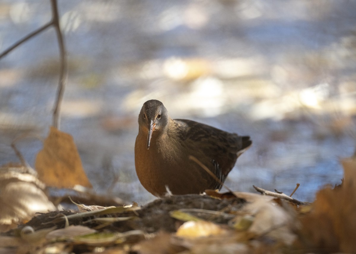 Virginia Rail - ML644430775