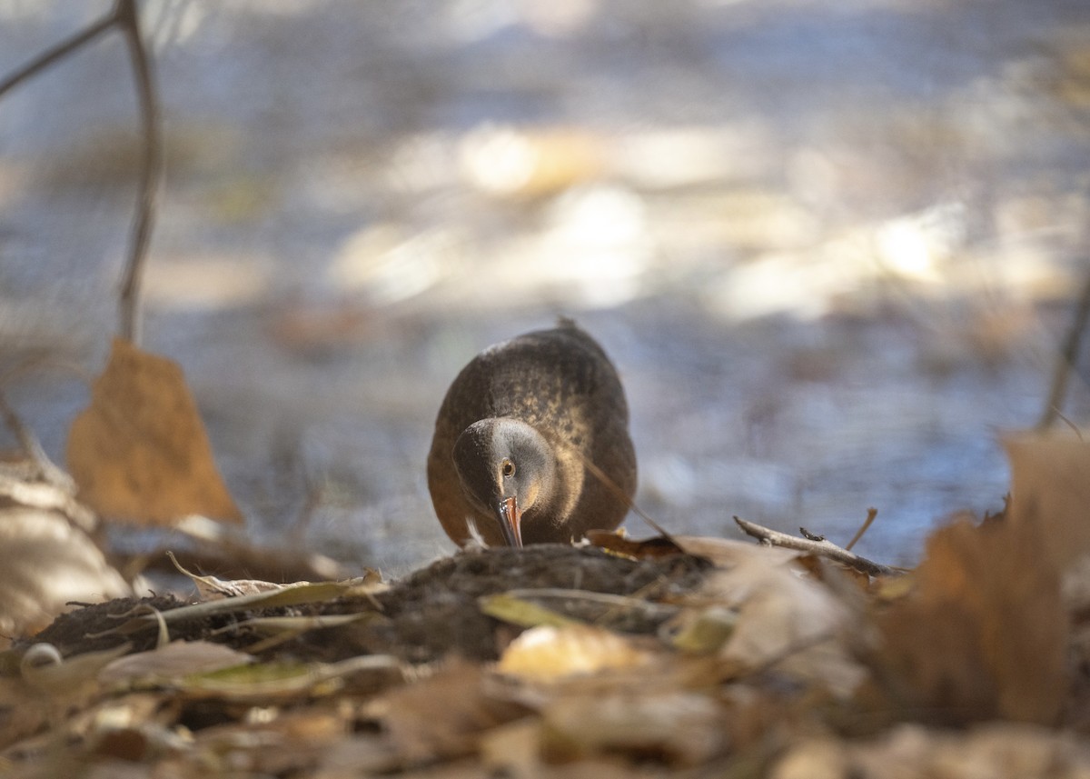 Virginia Rail - ML644430776