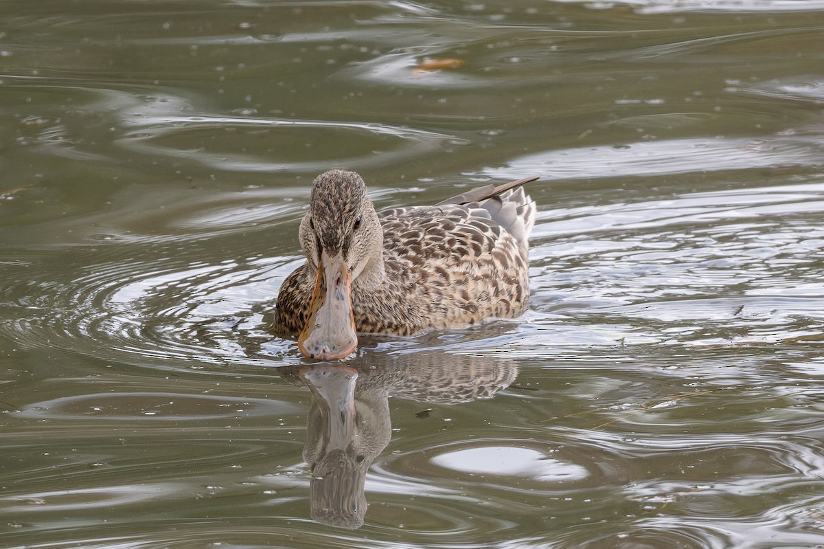 skjeand - ML644430780