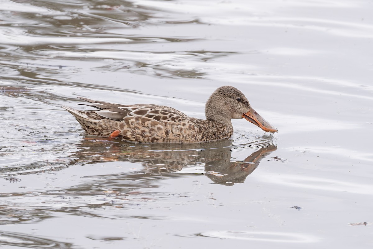 skjeand - ML644430782