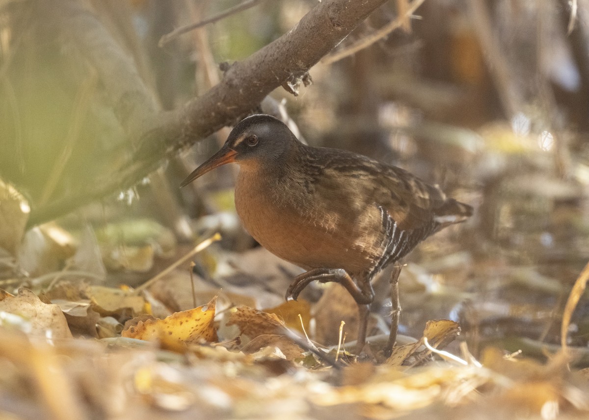 Virginia Rail - ML644430814