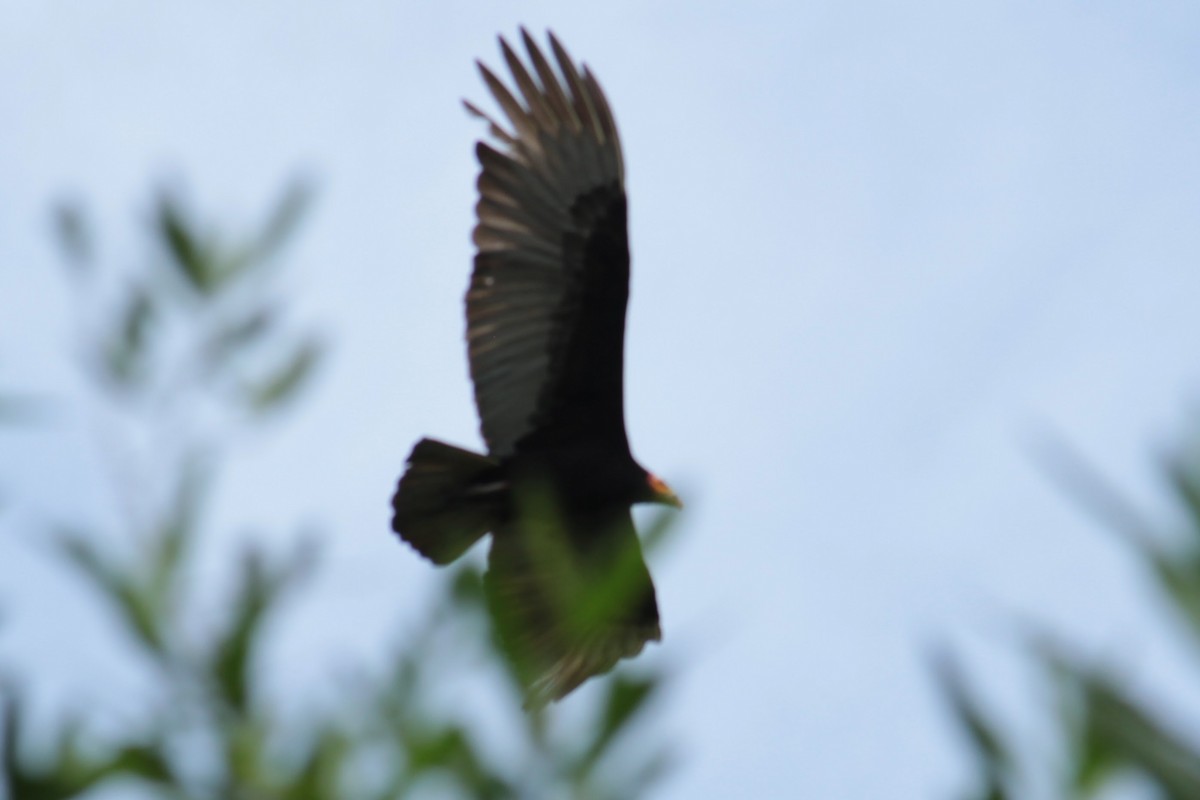 myrkondor - ML644430817