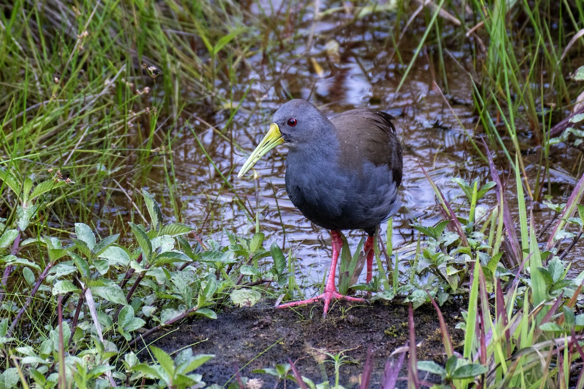 askerikse - ML644430819