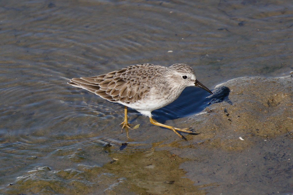 Least Sandpiper - ML644430837