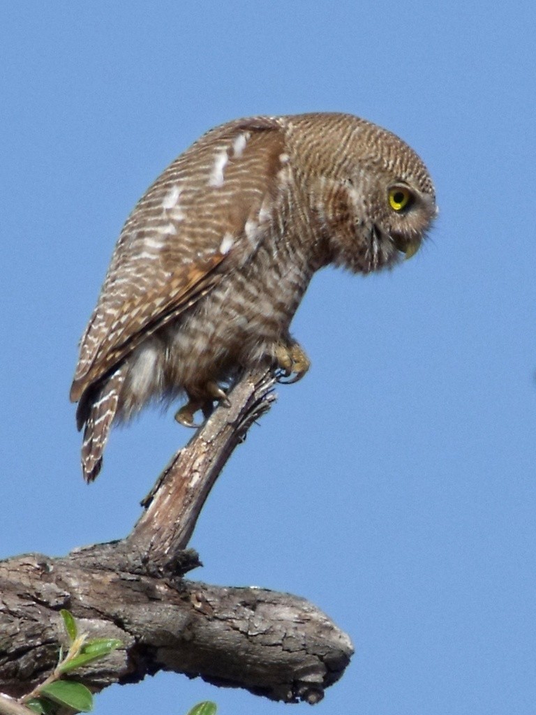 Jungle Owlet - ML644430846