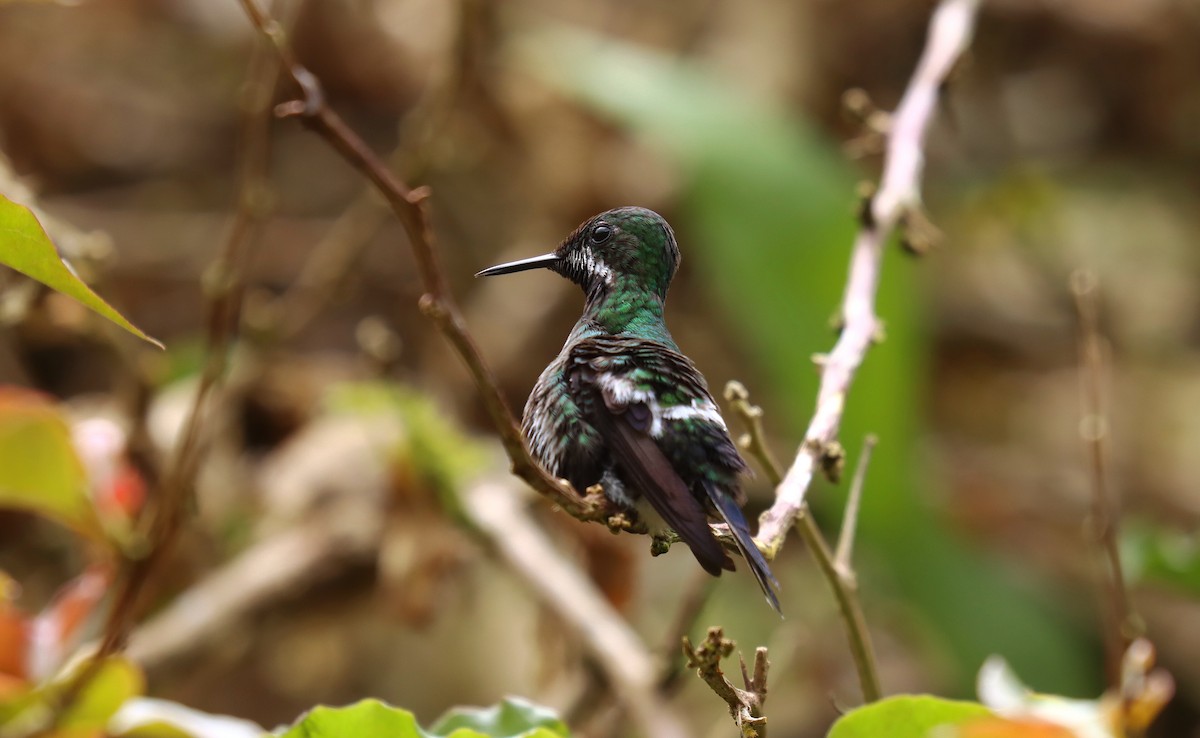 Yeşil Telkuyruk - ML644430852