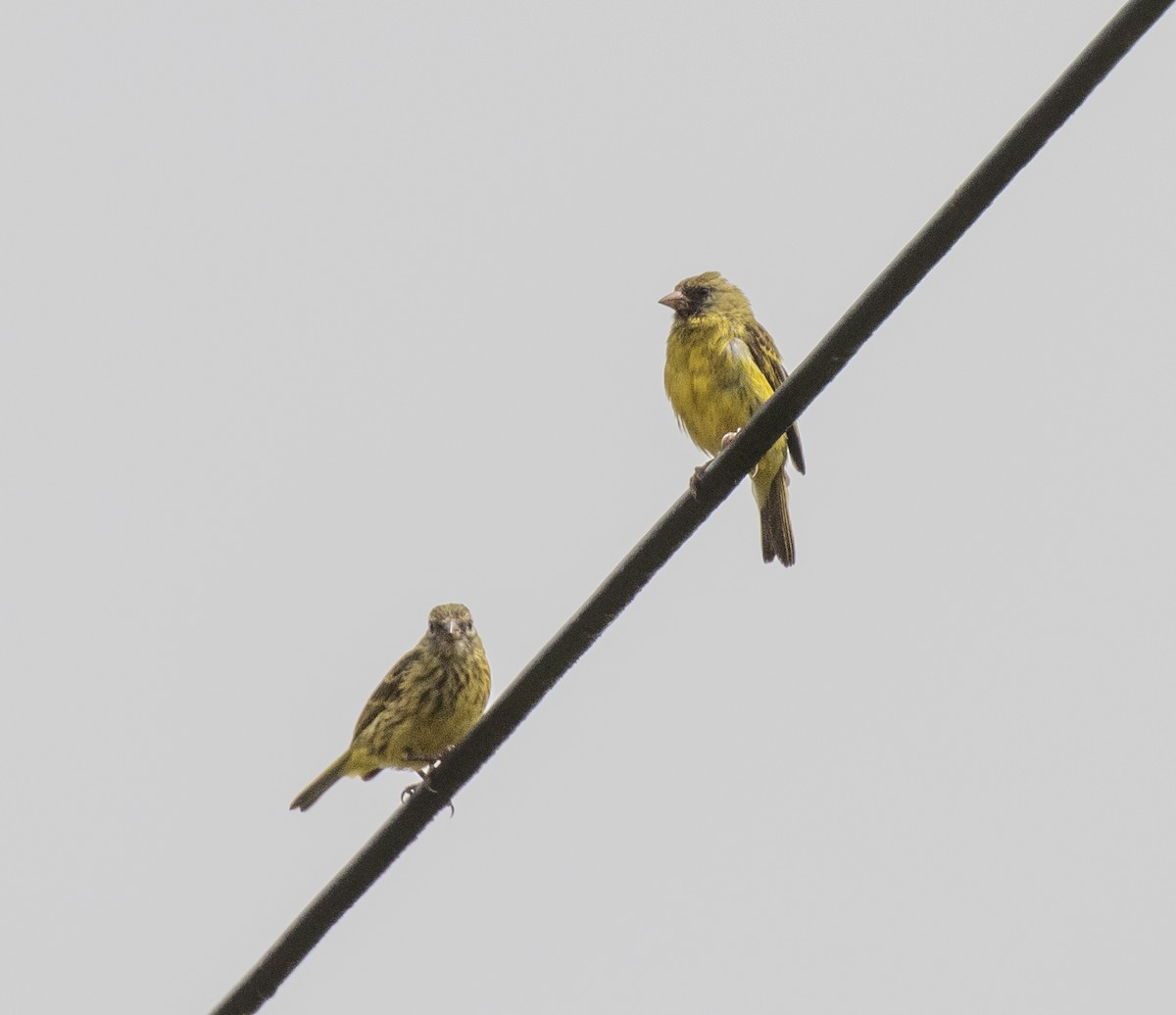 ヒガシムナフヒワ - ML644430853