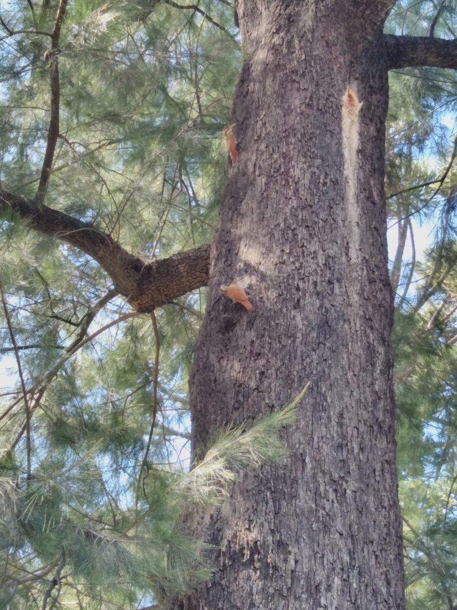 Narrow-billed Woodcreeper - ML644430862