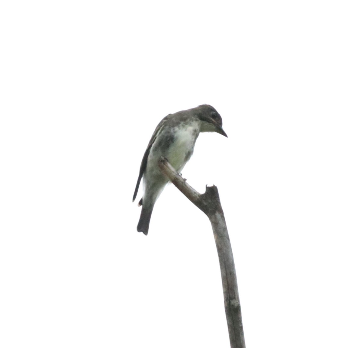 Olive-sided Flycatcher - ML644430866