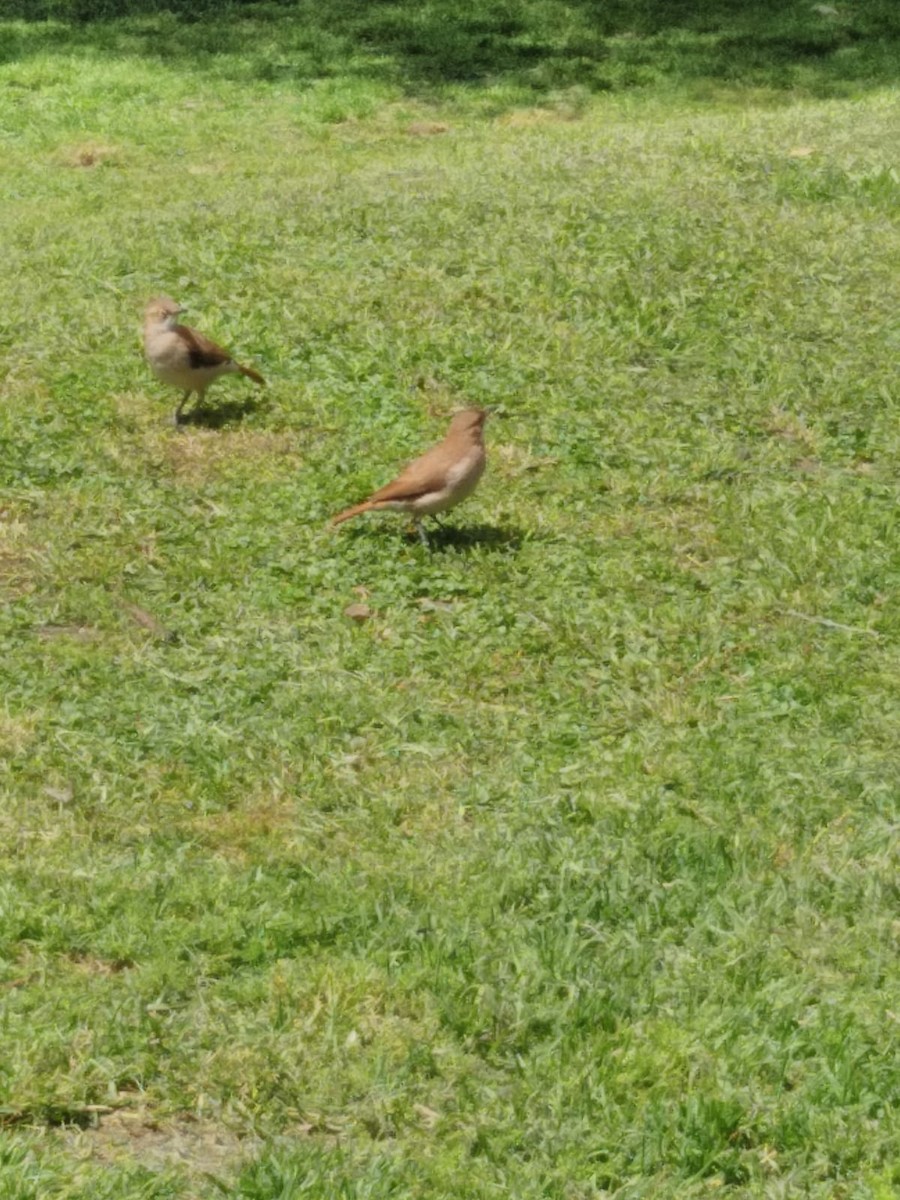 セアカカマドドリ - ML644430867