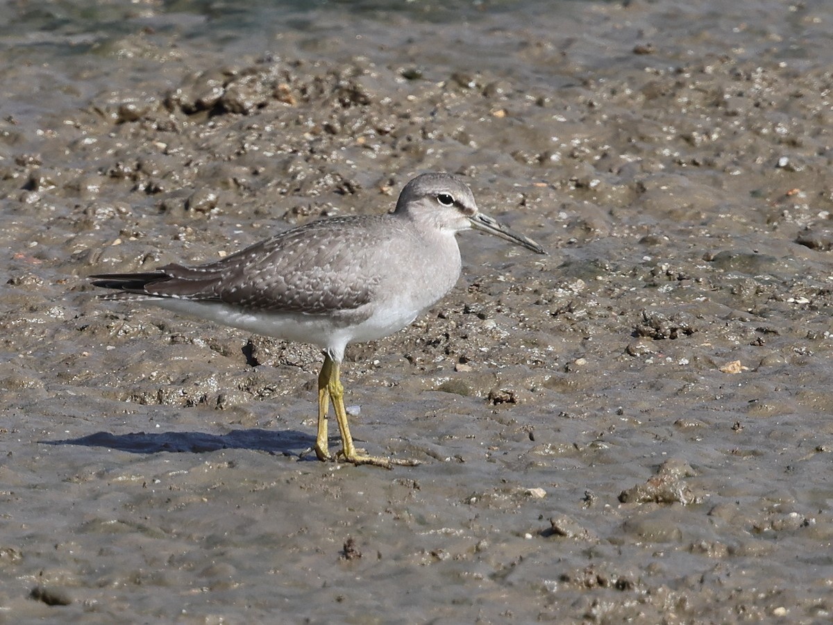 Gray-tailed Tattler - ML644430872