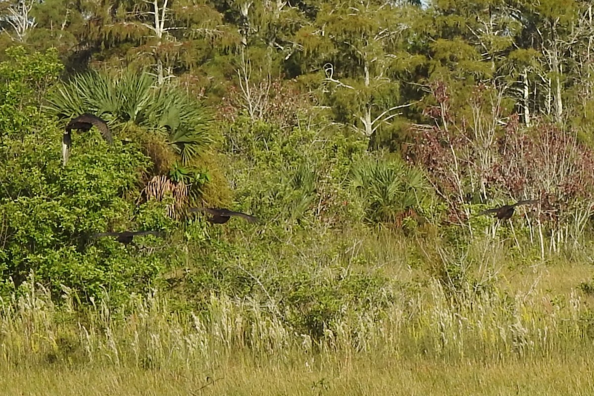 シチメンチョウ - ML644430875