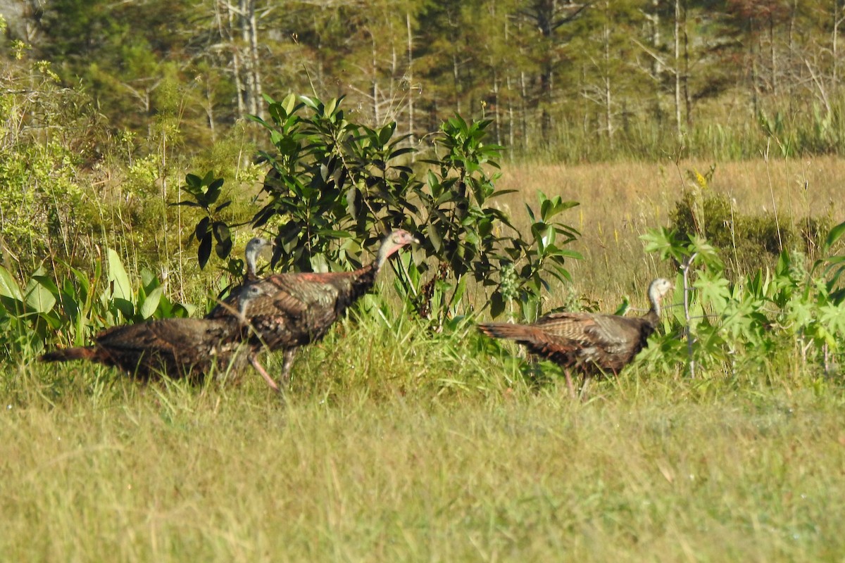 シチメンチョウ - ML644430876