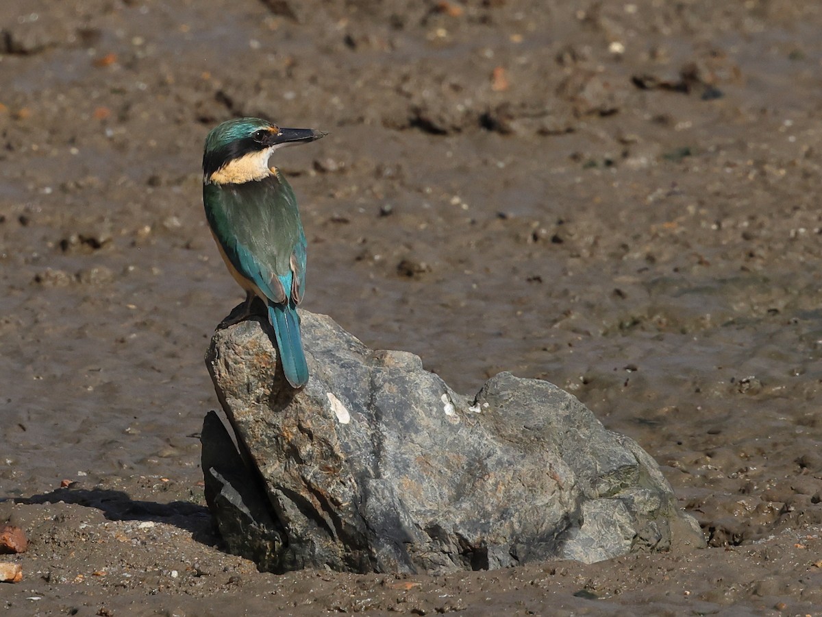 ledňáček posvátný - ML644430880