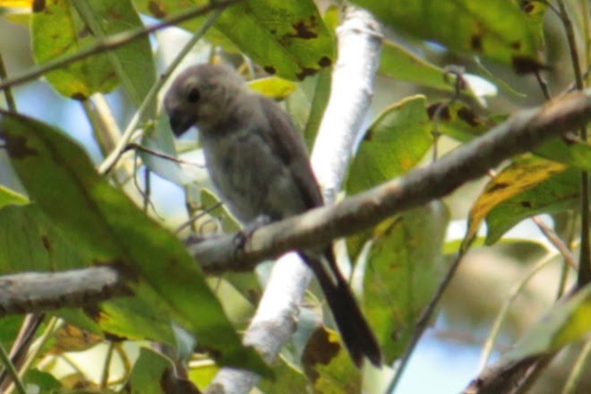 Variable Seedeater - ML644430881