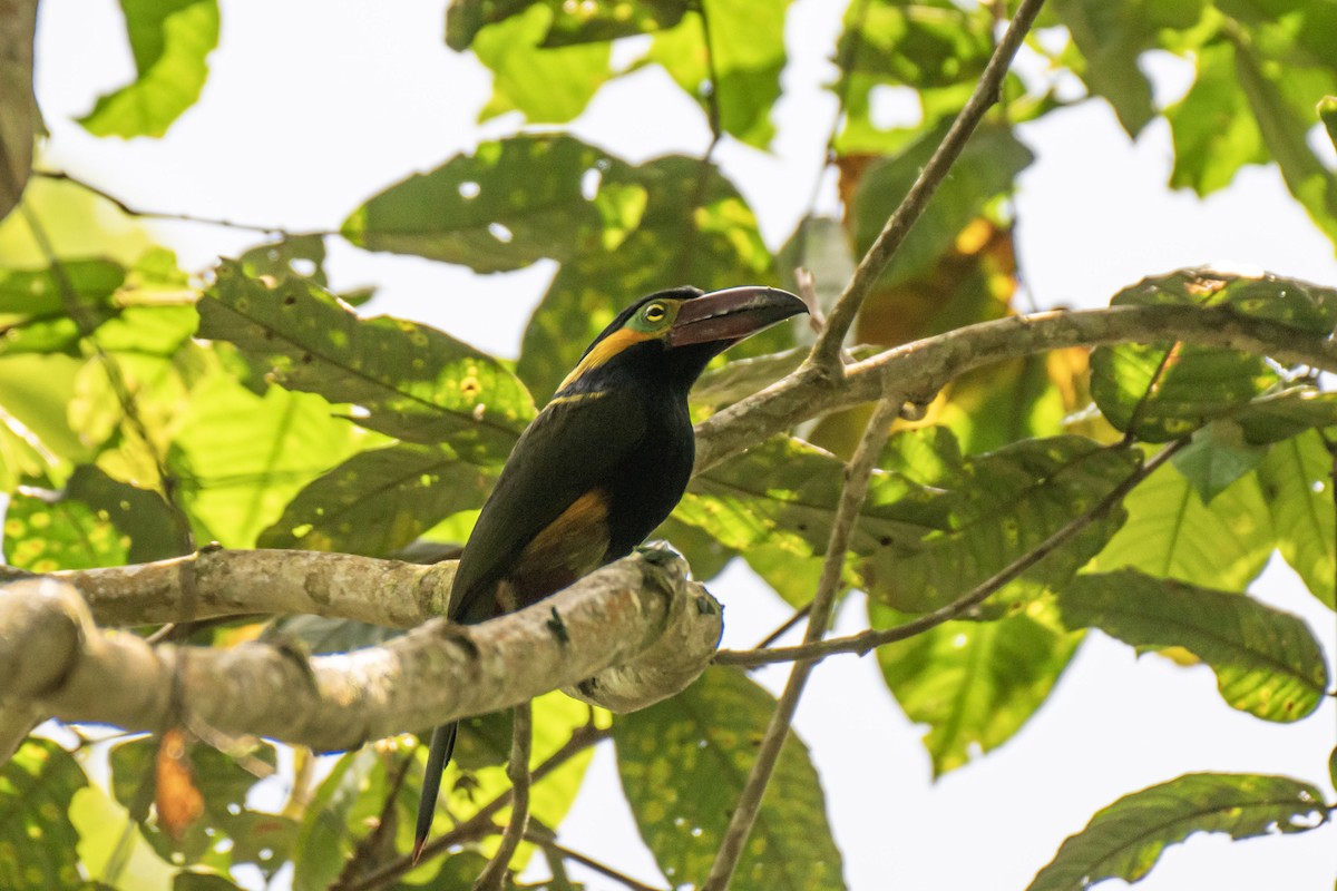Golden-collared Toucanet - ML644430882