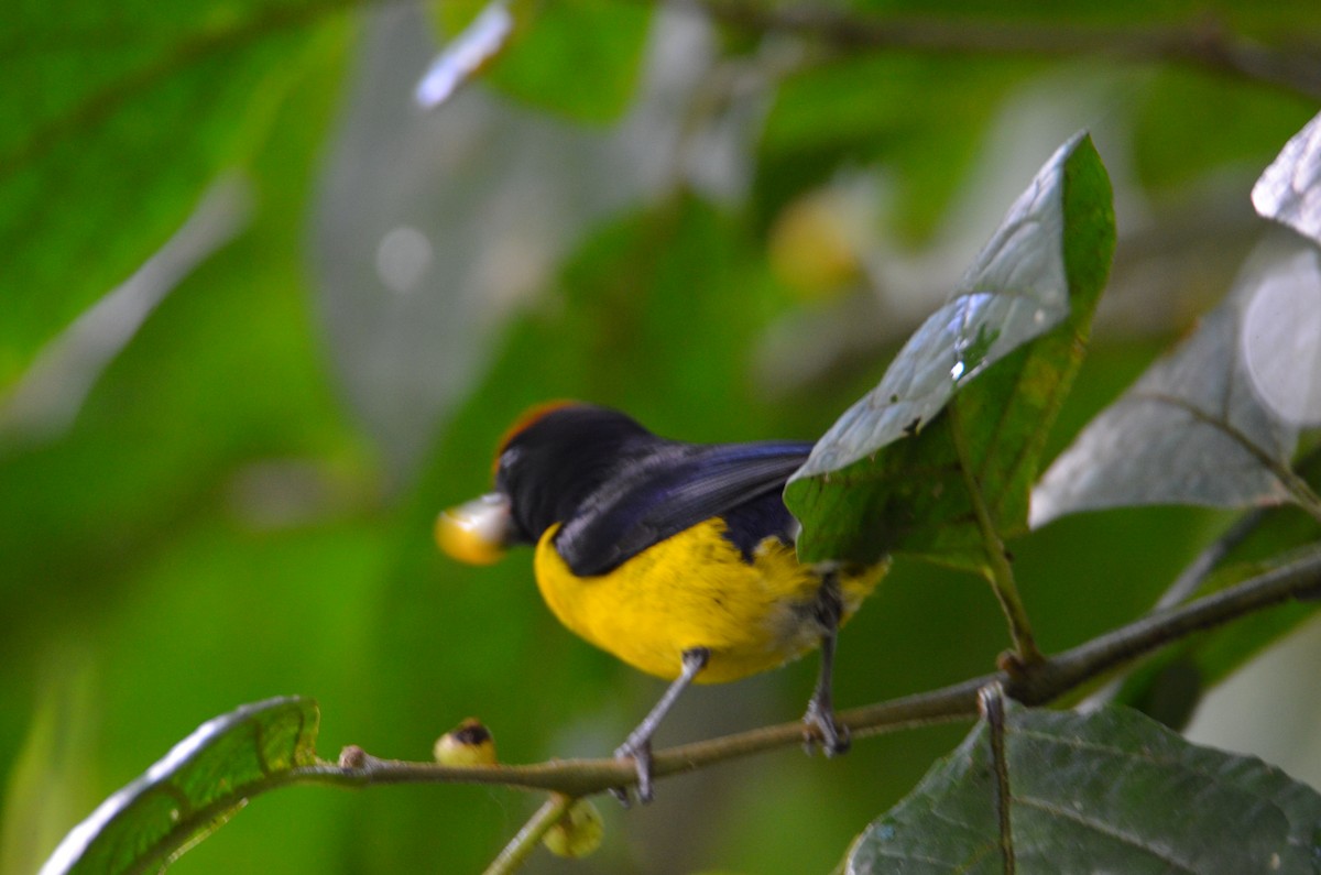 Tawny-capped Euphonia - ML644430885