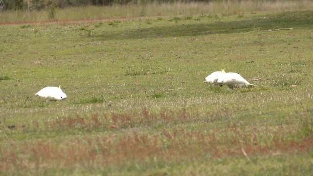 Sulphur-crested Cockatoo - ML644430888