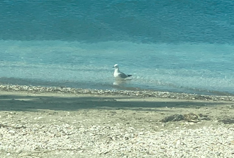 Маорийская чайка - ML644430900