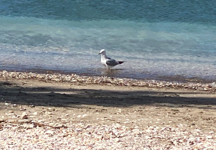 Маорийская чайка - ML644430903