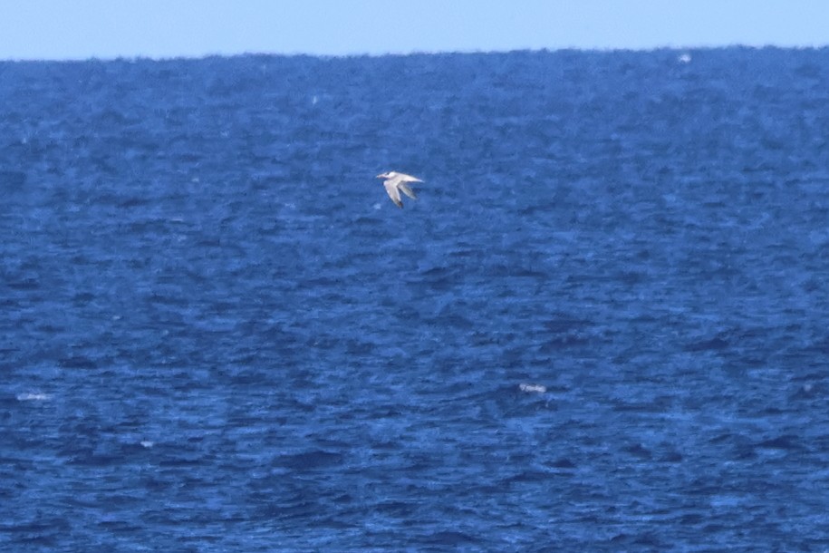 Крячок жовтодзьобий - ML644430908