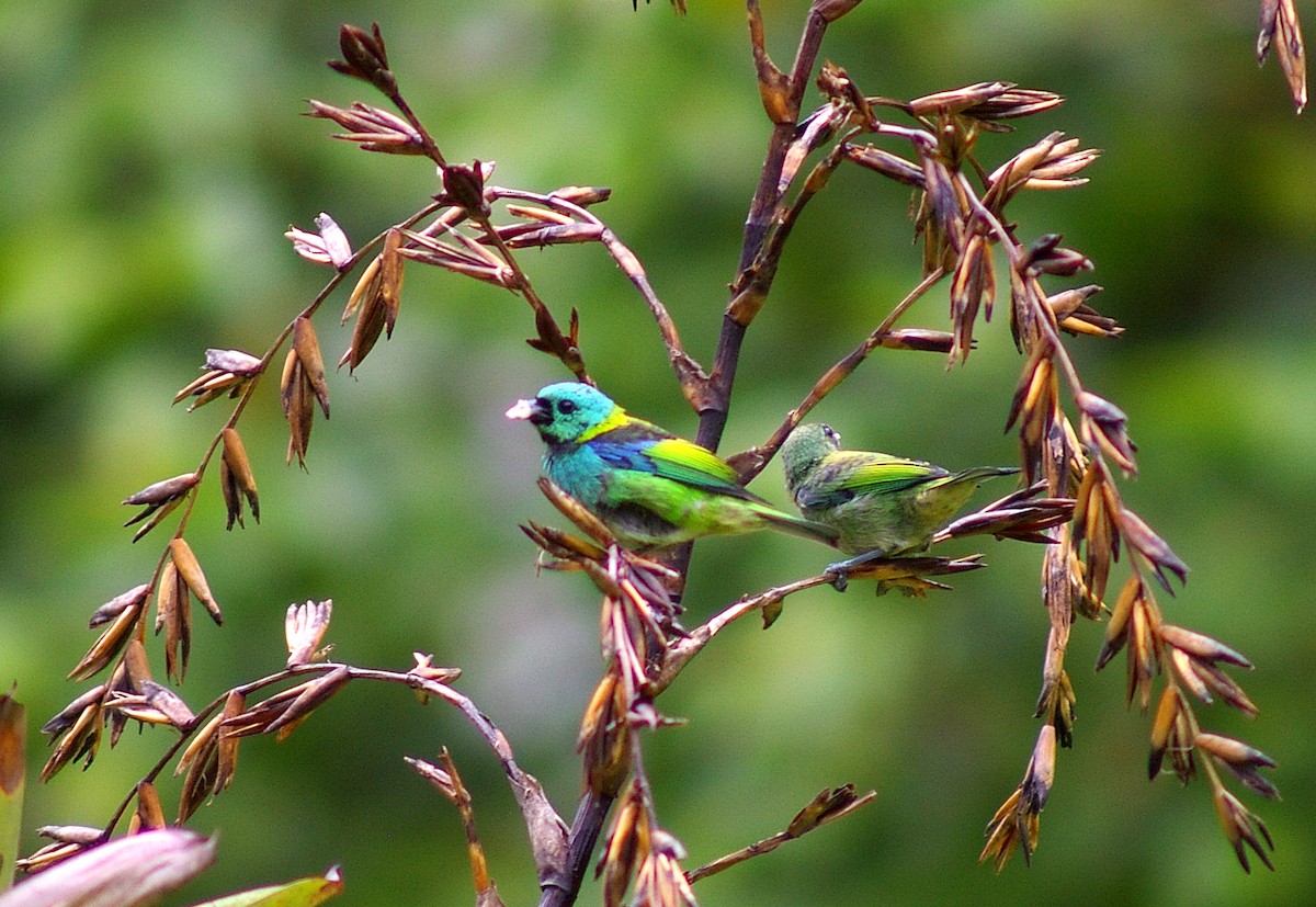 Tangara Arcoiris - ML64443091