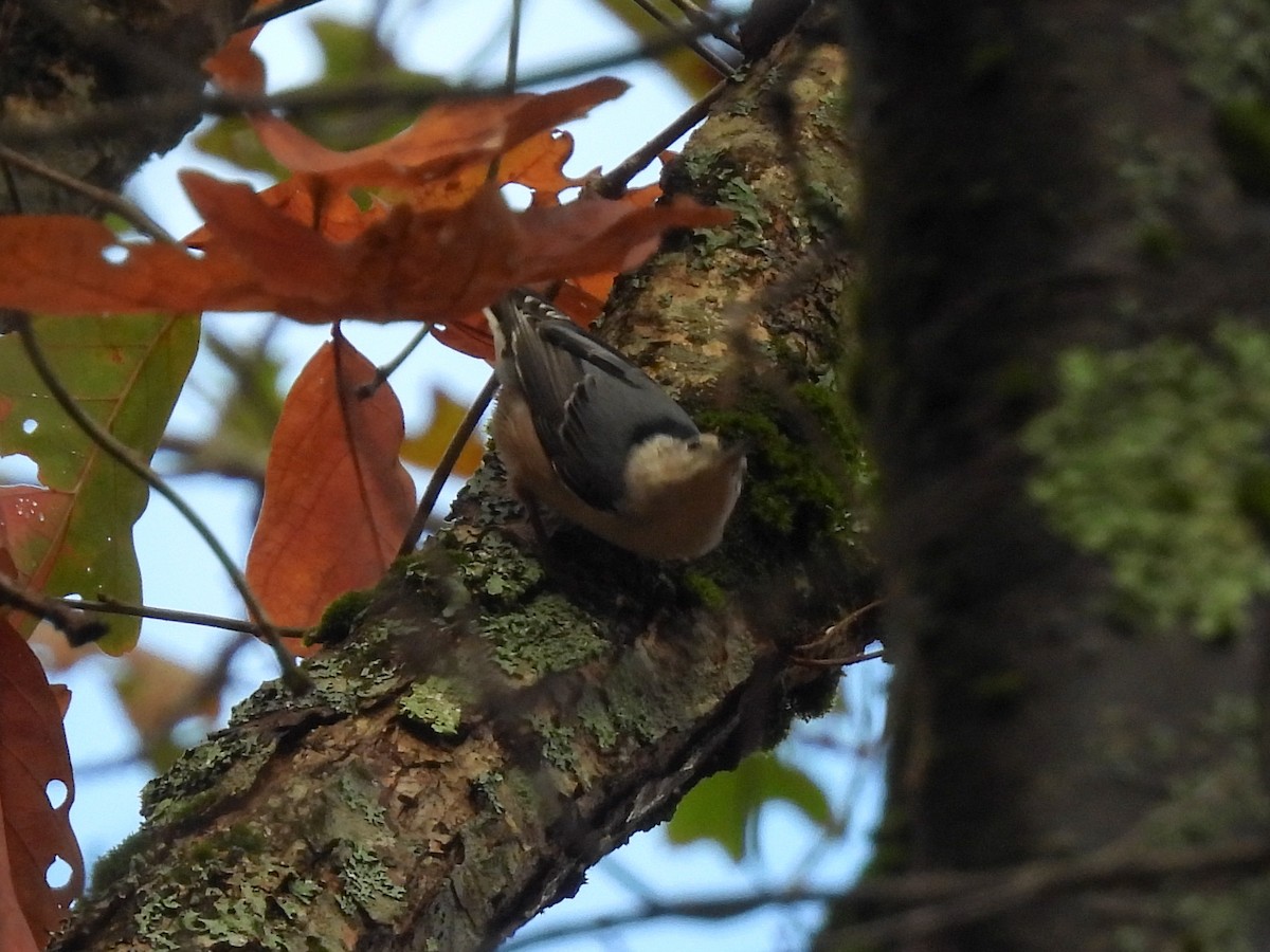 White-breasted Nuthatch - ML644430911