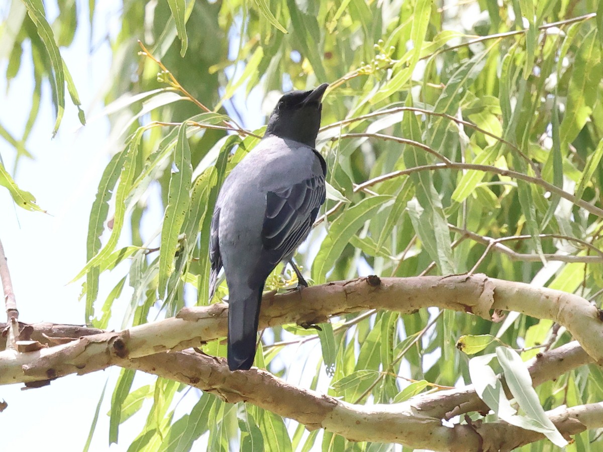 Sahul Cicadabird - ML644430914