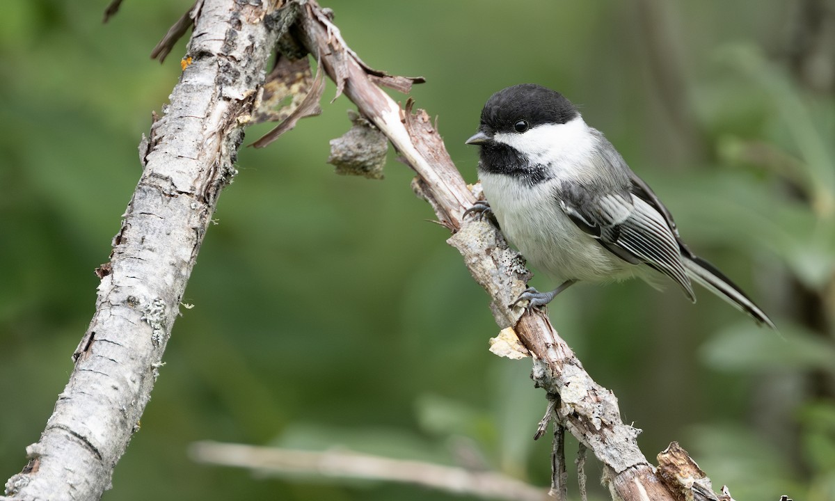 Black-capped Chickadee - ML644430926