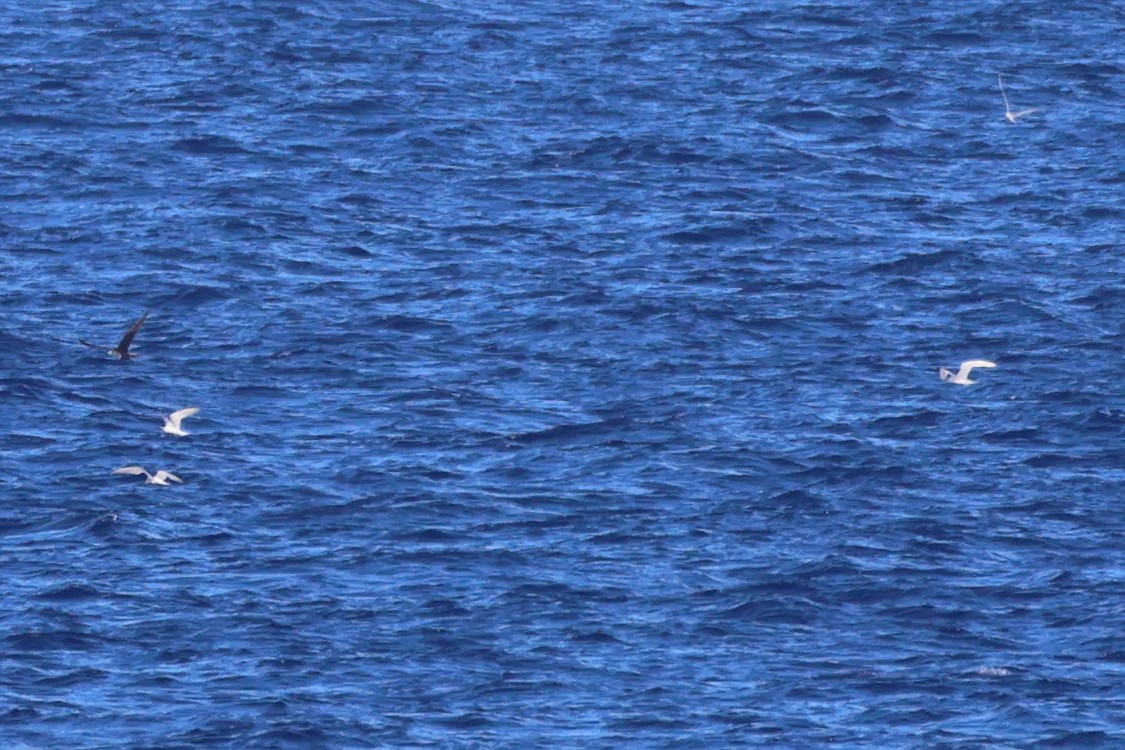 Txenada iluna - ML644430927