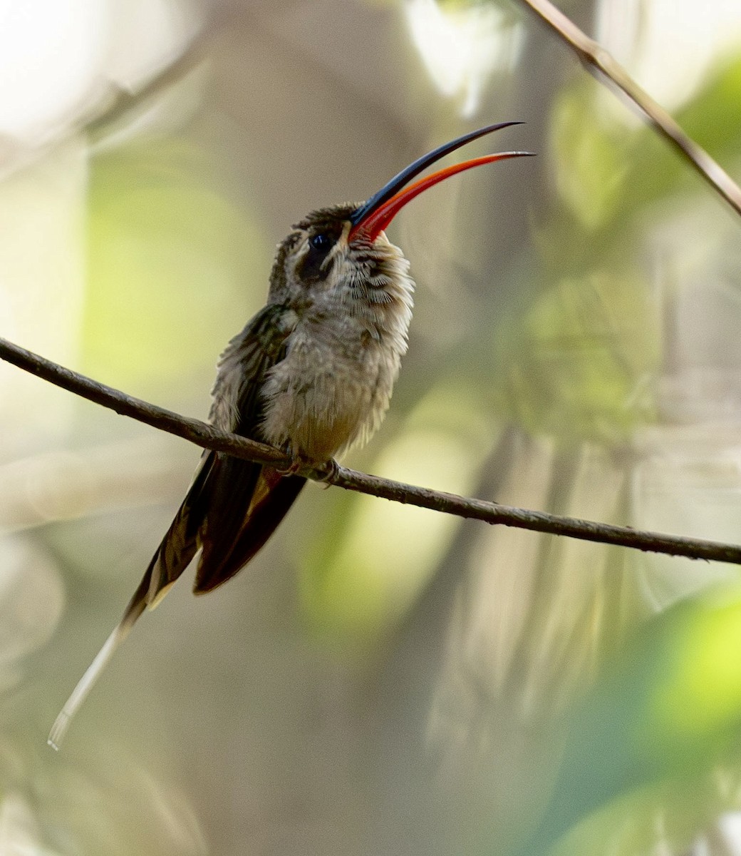 Ermite à long bec - ML644430929