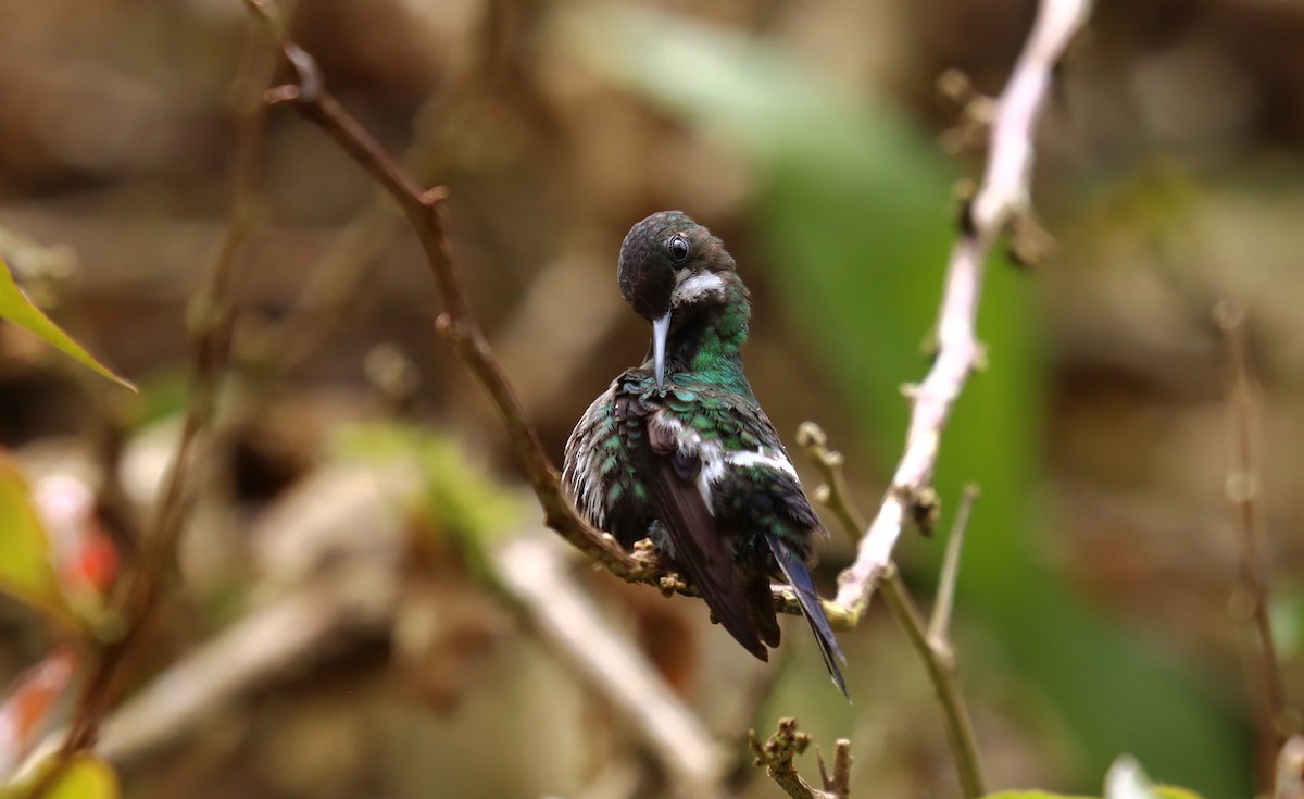 Yeşil Telkuyruk - ML644430932