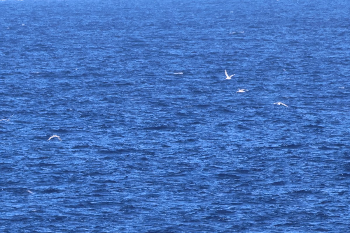 Крячок жовтодзьобий - ML644430937